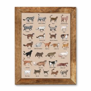 All Cat Breeds Canvas, Poster