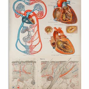 Human Heart Anatomical Cardiologist Poster, Canvas