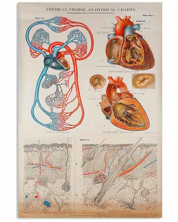 Human Heart Anatomical Cardiologist Poster, Canvas