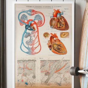 Human Heart Anatomical Cardiologist Poster Canvas 2