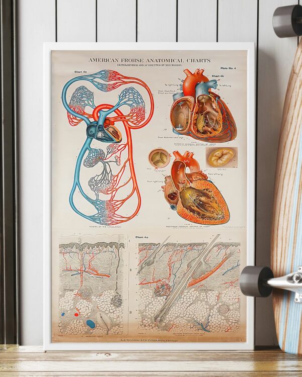 Human Heart Anatomical Cardiologist Poster, Canvas