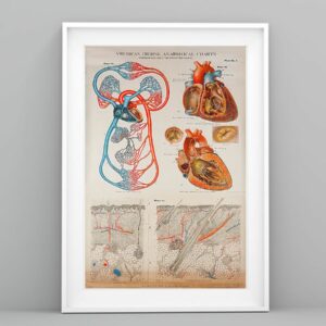 Human Heart Anatomical Cardiologist Poster Canvas 3