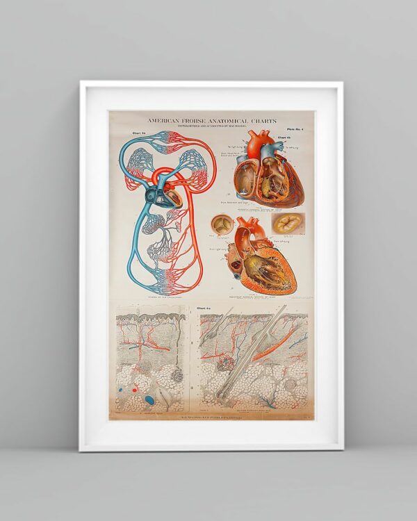 Human Heart Anatomical Cardiologist Poster, Canvas