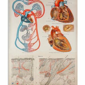 Human Heart Anatomical Cardiologist Poster Canvas 5