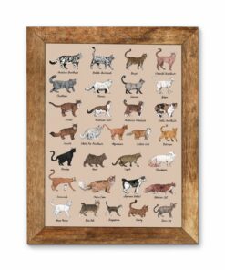All Cat Breeds Canvas Poster 1