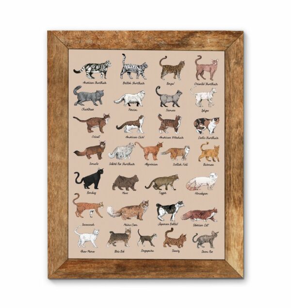 All Cat Breeds Canvas, Poster