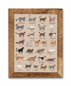 All Cat Breeds Canvas Poster 4