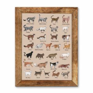 All Cat Breeds Canvas Poster 4