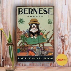 Bernese Mountain garden live life in full bloom poster canvas 3