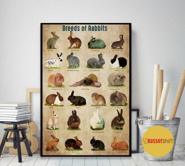 Breed Of Rabbits poster canvas