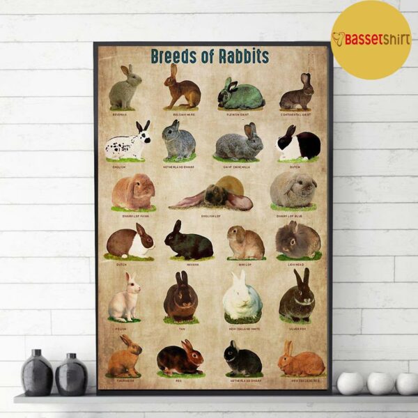 Breed Of Rabbits poster canvas