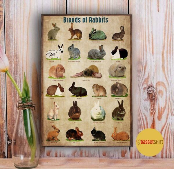 Breed Of Rabbits poster canvas