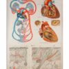 Human Heart Anatomical Cardiologist Poster, Canvas