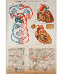 Human Heart Anatomical Cardiologist Poster Canvas 1