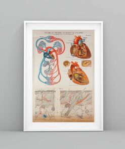 Human Heart Anatomical Cardiologist Poster Canvas 3