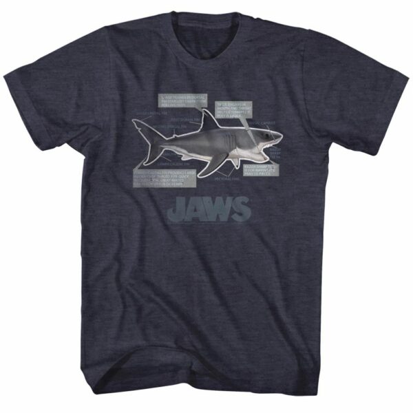 Jaws – Jaws Anatomy